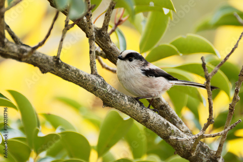 long tailed tit perched on branch