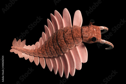 Anomalocaris, creature of the Cambrian period, top view, isolated on black background  photo