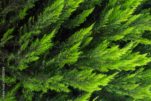 pine branches on green backround