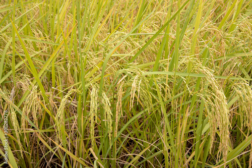 a field where rice is grown. close up of yellow green rice field.