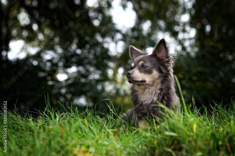 Portrait Hund vor Bäumen im gras im herbst Portrait Hund vor Bäumen im gras im herbst