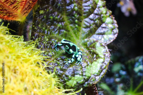 Green Posion Dart Frog resting on a leaf