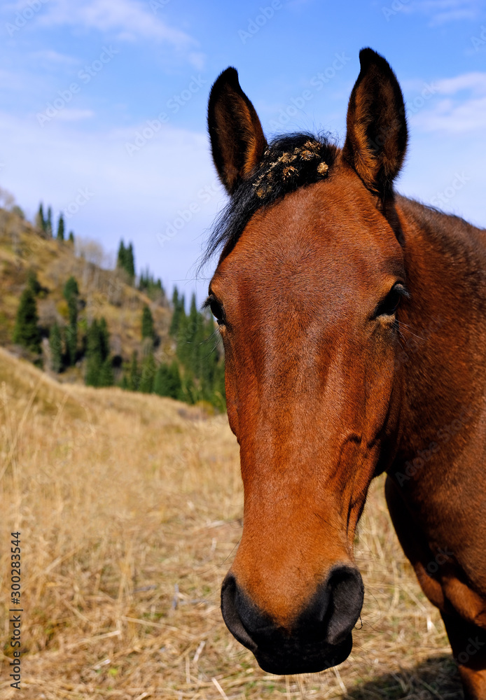 Funny portrait of a horse with protruding ears and thorns on his head on the mountain pasture in autumn season Funny portrait of a horse with protruding ears and thorns on his head on the mountain pasture in autumn season