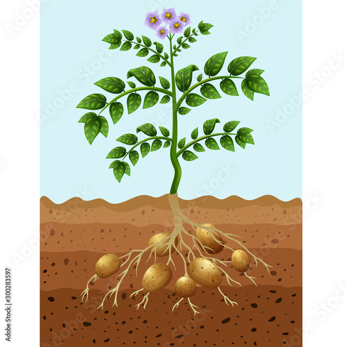 Potatoes planting in the ground