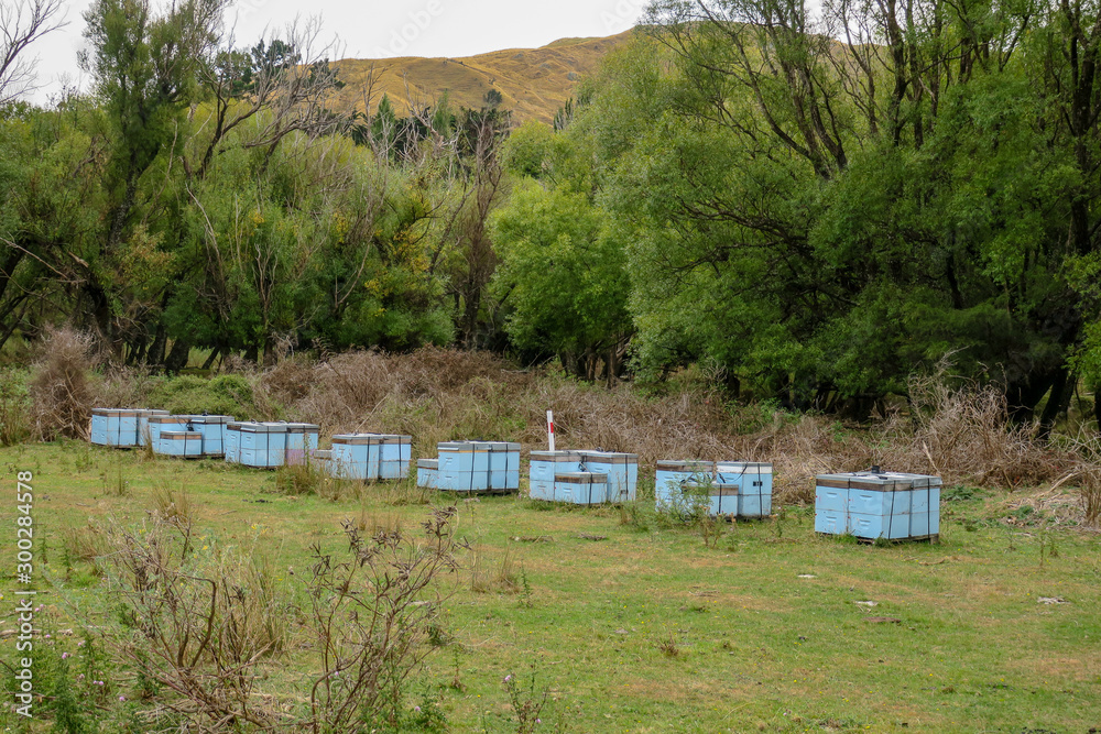 Blue beehives contributing to the massive Manuka honey industry in New Zealand Blue beehives contributing to the massive Manuka honey industry in New Zealand
