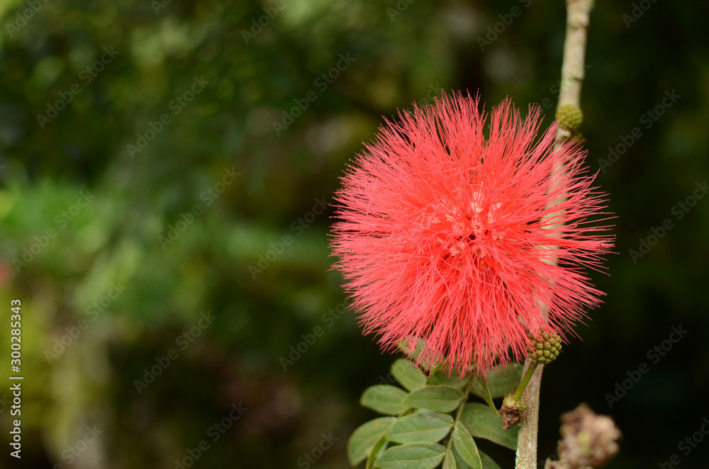 南国の花 Stock Photo Adobe Stock