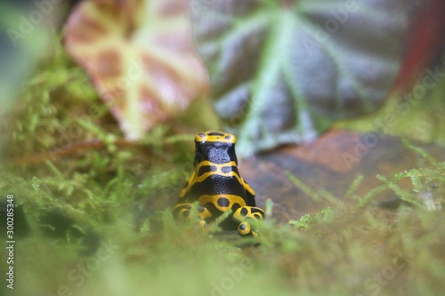 Back view of a Yellow Poison Dart Frog