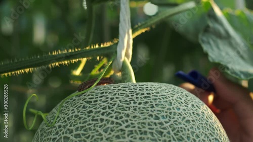 Fresh green melon or cantaloupe melon in organic melon farm plantation.Worm in melon farm.