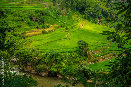 Beautiful landscape view from the hillside, fresh green rice field area and river along the side