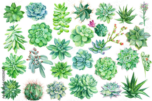 Set of succulents, cacti on a white background, beautiful plants, floral design, watercolor botanical illustration © Hanna