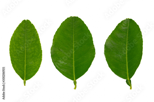 Three citrus leaves isolated on white background. © Kt Stock
