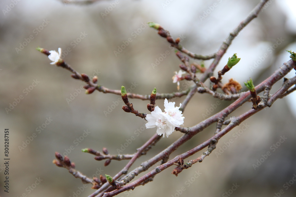 Beautiful and delicate white flower blossoms in a park in daylight in the spring in Japan S Beautiful and delicate white flower blossoms in a park in daylight in the spring in Japan S
