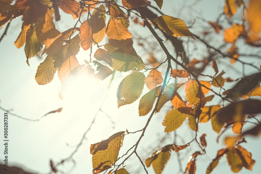 Fototapeta premium Sonnenstrahlen durch Blätter