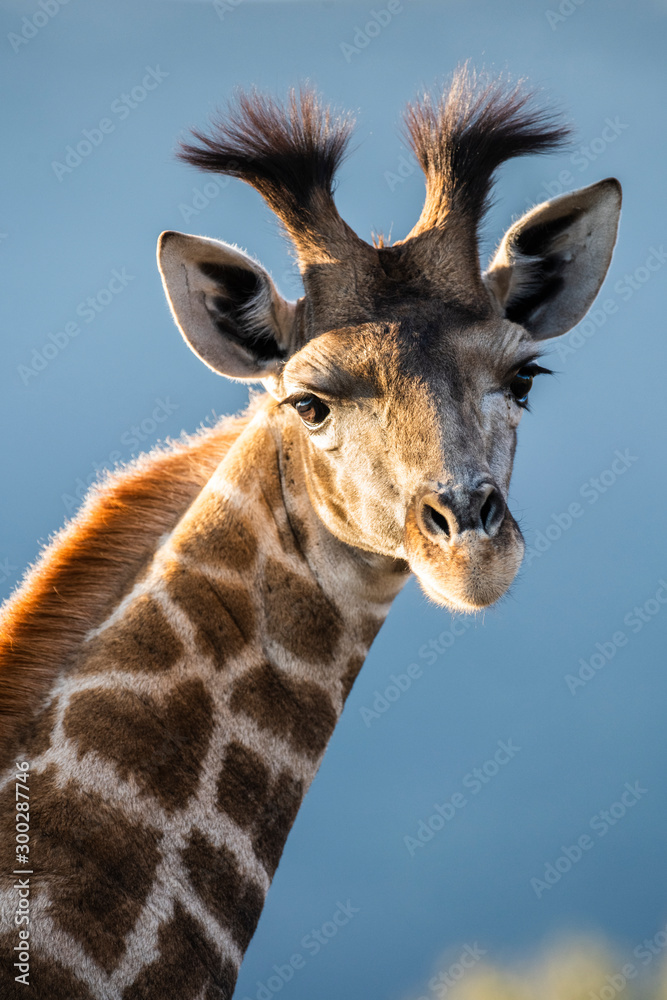 Giraffe Portrait Giraffe Portrait