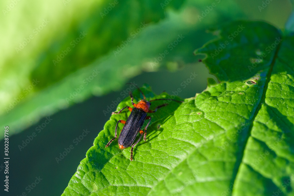 The soldier beetle or cantharidae sitting on green leaves. Wildlife. The soldier beetle or cantharidae sitting on green leaves. Wildlife.