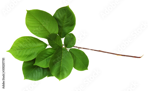 Twig with green leaves