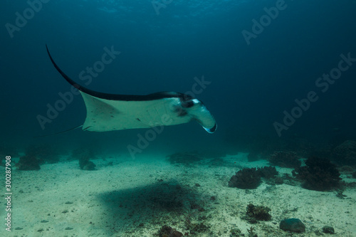 Manta ray, passing in the Sulwaesi Sea near Sangalaki Island, East  Kalimantan.