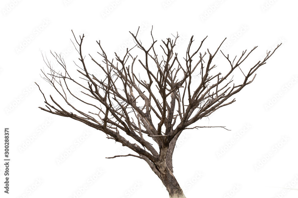 Obraz premium Dead tree isolated on white background. with Clipping Path.