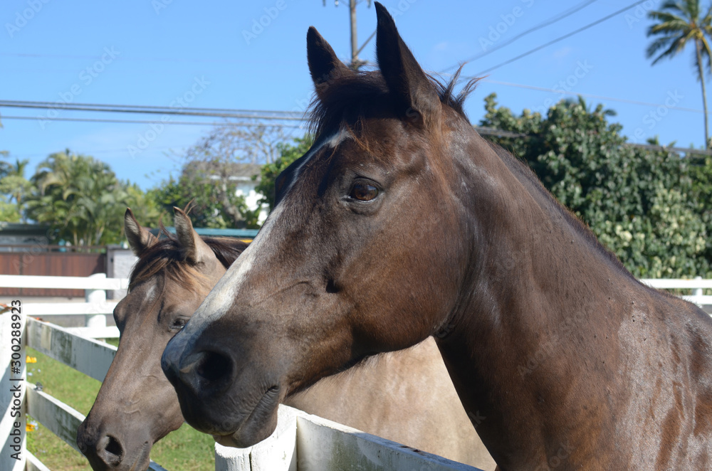 Obraz premium Koń hawajski
