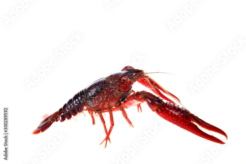 Crayfish