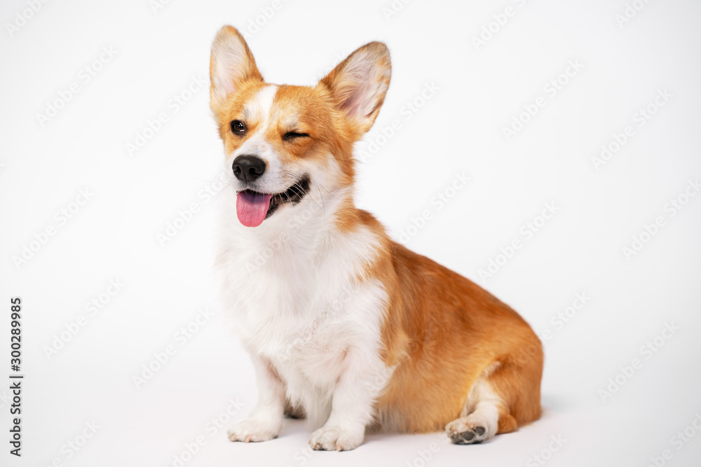 funny dog (puppy) breed welsh corgi pembroke sit and give a wink on a white background. not isolate
