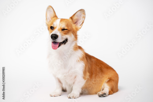 funny dog (puppy) breed welsh corgi pembroke sit and give a wink on a white background. not isolate