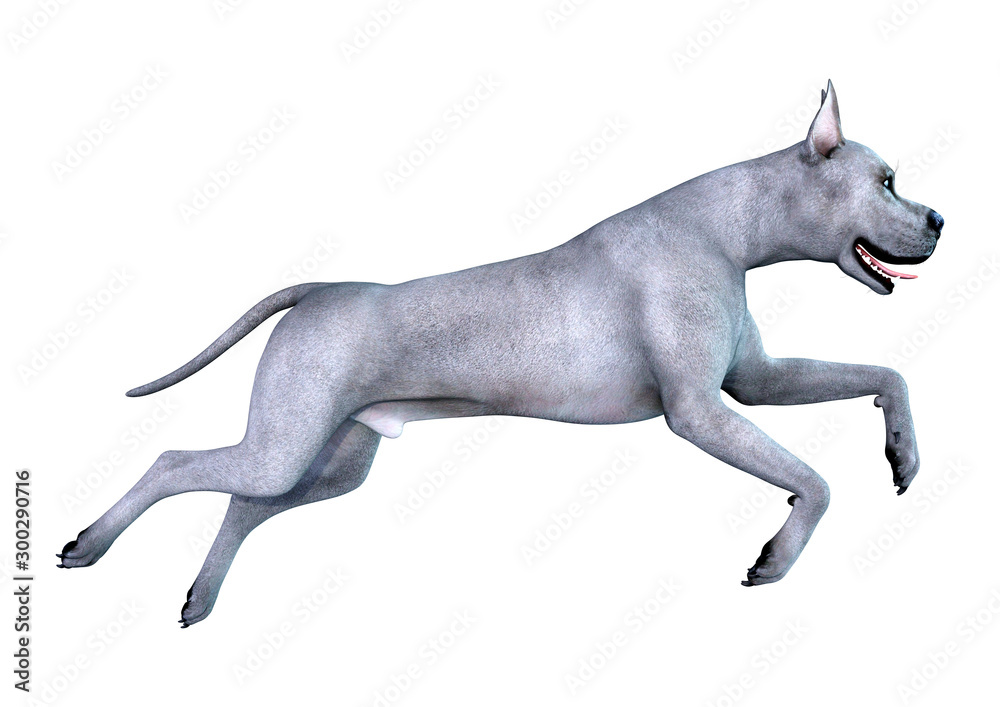Fototapeta premium 3D Rendering Blue Grat Dane Dog on White