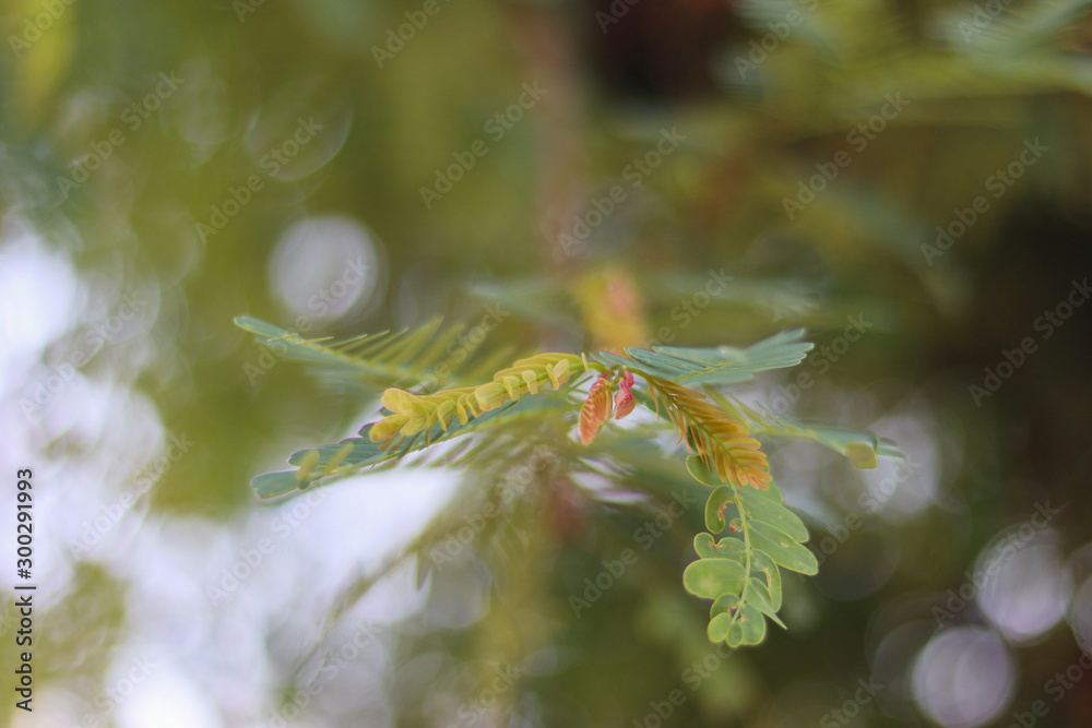 Young fir tree needles with water drops. Horizontal close up of morning dew on fir tree branches with forest in the background. Raindrops on green fir-tree branch. Shallow focus.