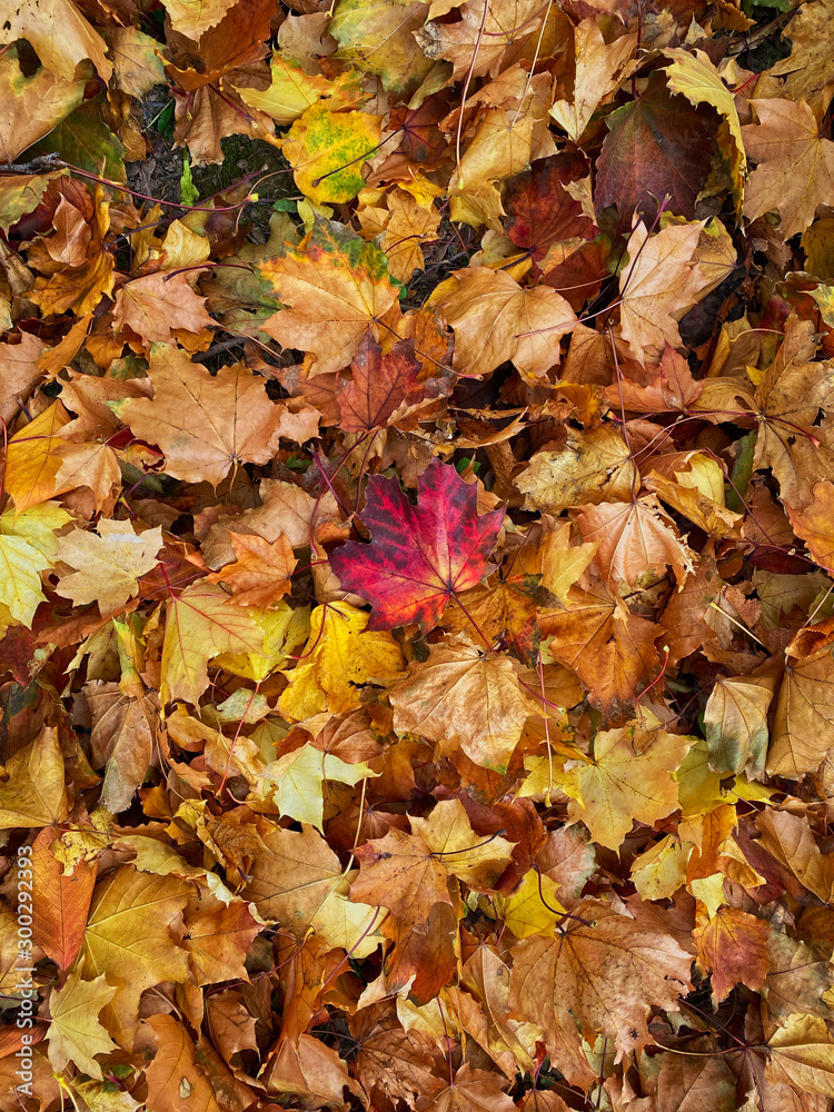 Laub im Herbst Laub im Herbst