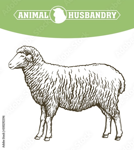 sketch of sheep drawn by hand. animal husbandry