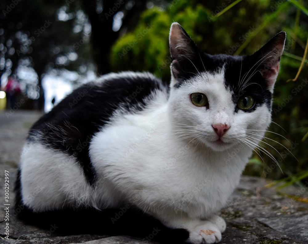 cat with green eyes cat with green eyes