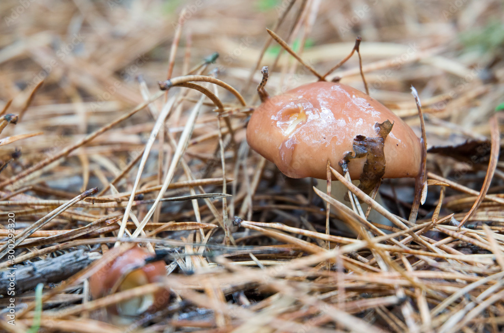 Fall season. Mushroom hunt. Saffron milk cap aka red pine mushrooms aka Lactarius deliciosus in a grass. This is a widely collected mushroom used in various European cuisines Fall season. Mushroom hunt. Saffron milk cap aka red pine mushrooms aka Lactarius deliciosus in a grass. This is a widely collected mushroom used in various European cuisines
