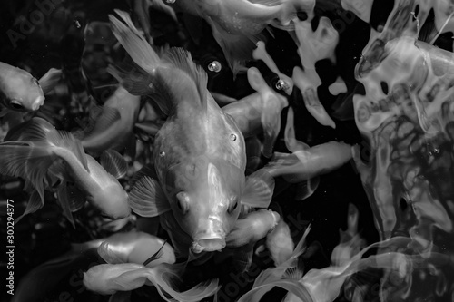 A group of goldfish waiting for food. Black and White. © Pitchakorn