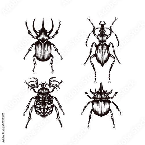 Highly Detailed Insects Sketches. Hand Drawn Beetles Vector Set © Анна Якунина