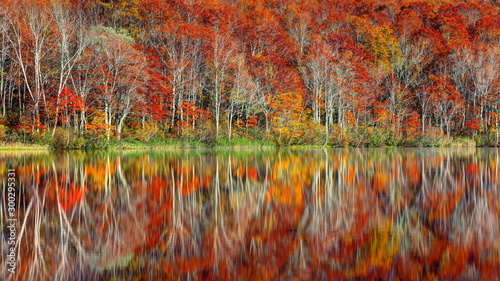 蓮華白池の紅葉 photo