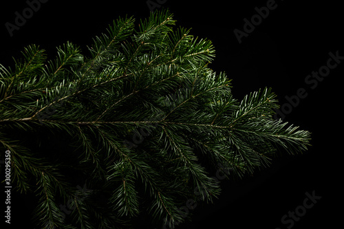 Christmas green spruce branch on black background