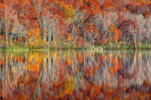 蓮華白池の紅葉 photo