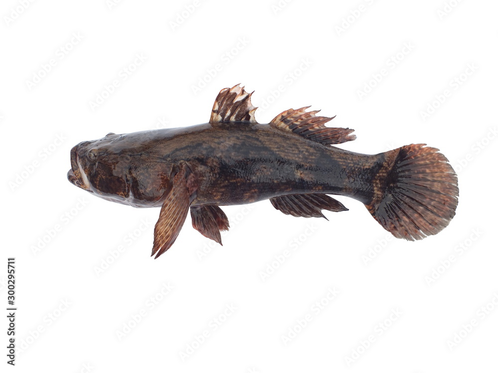 Obraz premium Marbled sleepy goby,Sand goby (Oxyeleotris marmoratus Bleeker)Isolated on white background
