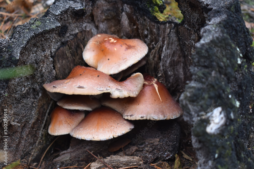 mushrooms in hemp