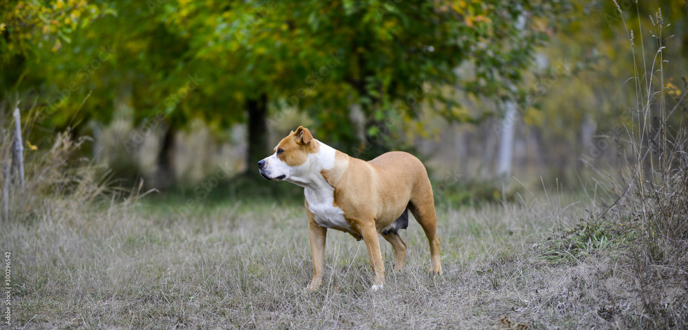 American Staffordshire Terrier pictured in nature American Staffordshire Terrier pictured in nature