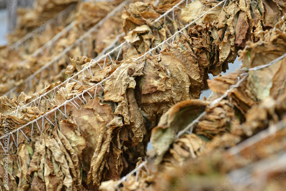tobacco leaves drying at the shed in macedonia