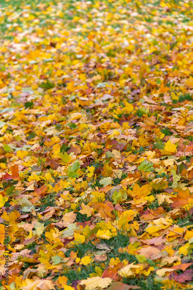 Yellow and orange maple leaves fallen on top of grass, autumn foliage Yellow and orange maple leaves fallen on top of grass, autumn foliage