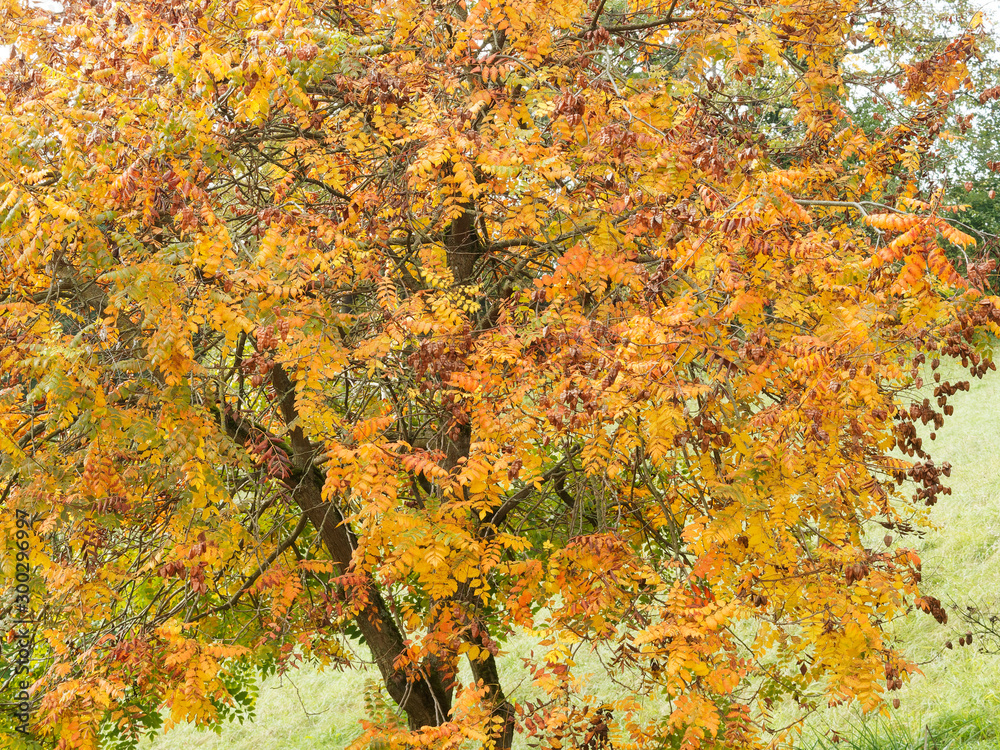 (Koelreuteria paniculata) Golden Rain tree or Varnish tree with a broad, dome-shaped crown with fall colors