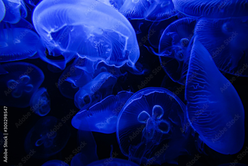 jelly fish in the water jelly fish in the water