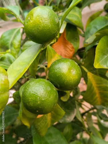 A picture of fresh lemons