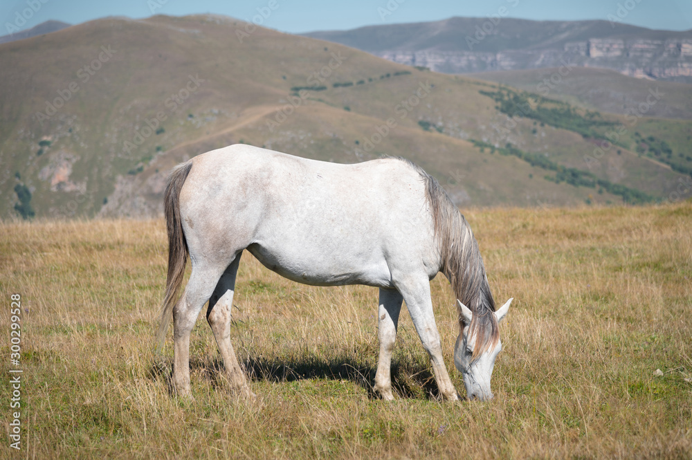 Wildly grazing white horse on an alpine pasture of the North Caucasus. Farm Mining Concept Wildly grazing white horse on an alpine pasture of the North Caucasus. Farm Mining Concept