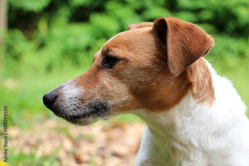  Close-up of the head of a brown-white Jack russell terriers in the garden