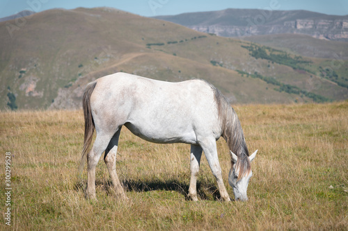Wildly grazing white horse on an alpine pasture of the North Caucasus. Farm Mining Concept