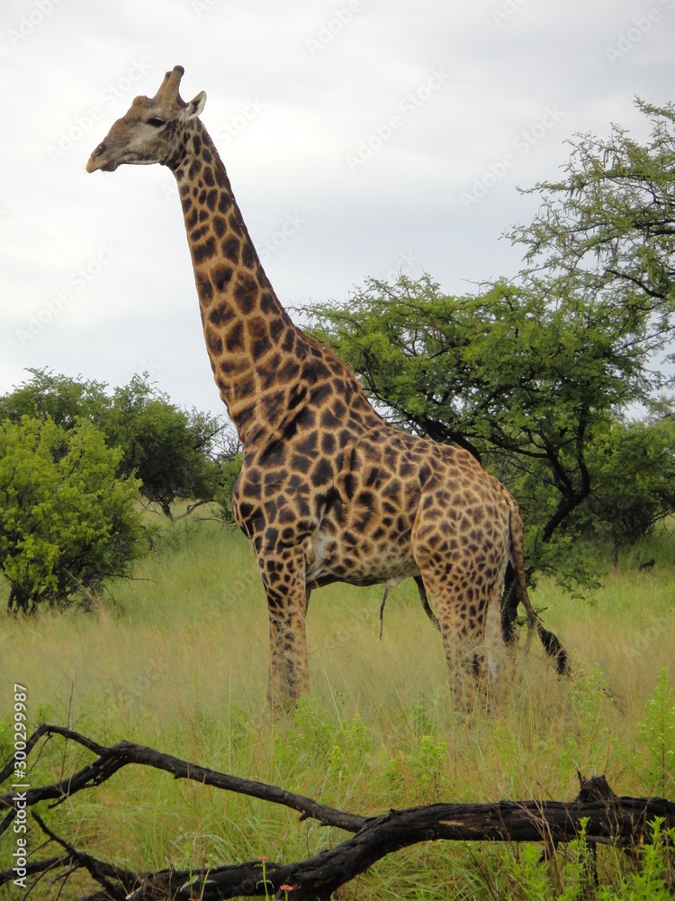 Obraz premium giraffe in south africa