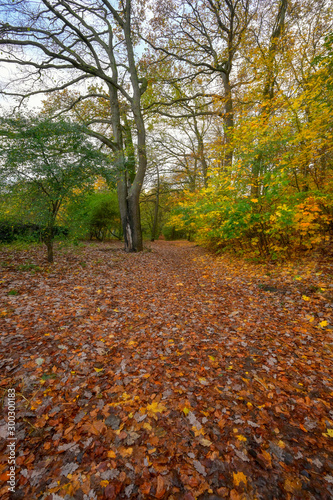 Gdansk  Poland  autumn - fragment of the Oliwa Park in the Gdansk Oliwa district